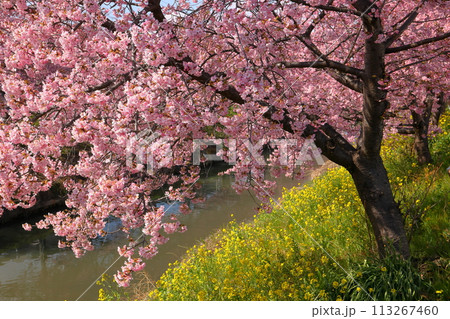 埼玉県久喜市鷲宮　青毛堀川沿いの満開の河津桜並木と菜の花畑の景色 113267460