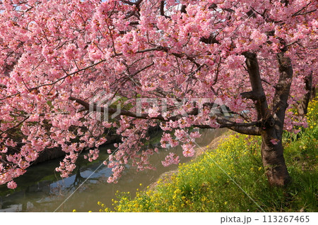 埼玉県久喜市鷲宮　青毛堀川沿いの満開の河津桜並木と菜の花畑の景色 113267465
