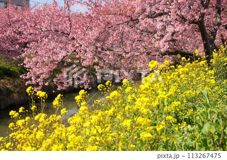 埼玉県久喜市鷲宮 青毛堀川沿いの満開の河津桜並木と菜の花畑の景色 埼玉県久喜市鷲宮 青毛堀川沿いの満開の河津桜並木と菜の花畑の景色 113267475