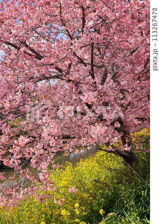 埼玉県久喜市鷲宮　青毛堀川沿いの満開の河津桜並木と菜の花畑の景色 113267478
