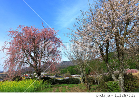 南阿蘇村 満開の桜と菜の花 南阿蘇村 満開の桜と菜の花 113267515