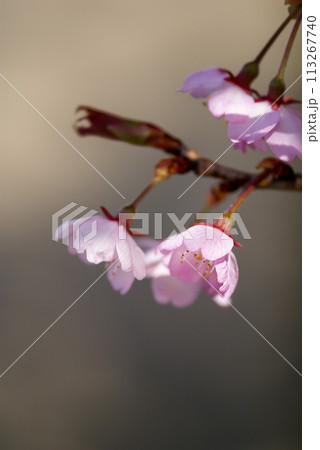 桜 河津桜 (かわづざくら) 化粧咲き前 113267740
