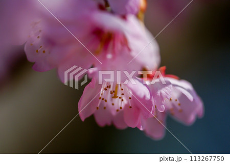 桜 河津桜 (かわづざくら) 化粧咲き前 113267750