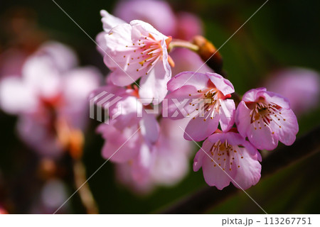 桜 河津桜 (かわづざくら) 化粧咲き前 113267751