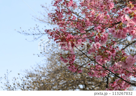早春の公園に咲く寒緋桜のピンク色の花 113267832