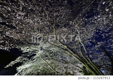 ライトアップされた夜桜  113267911