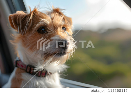 Window to the World: Adorable Dog Enjoying the View on Car Travel 113268115