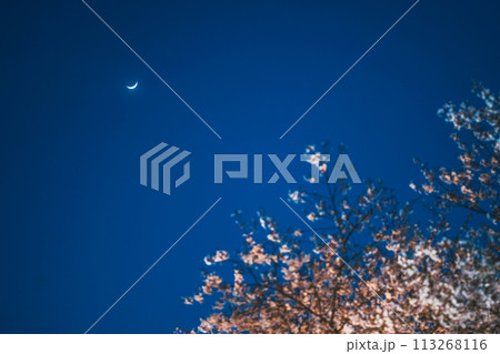 祇園白川 美しい夜桜 113268116