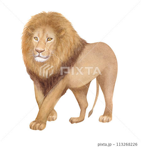 水彩手書きのライオンのカットイラスト 113268226