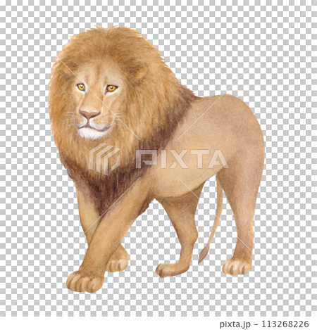 水彩手書きのライオンのカットイラスト 113268226