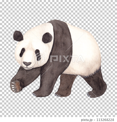 熊貓水彩手繪向量卡通插畫 熊貓水彩手繪向量卡通插畫 113268228