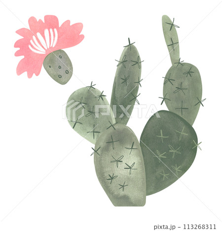 Prickle pear. Blooming cactus with pink flowers. Plants for the home. Floriculture. Desert flora. Isolated watercolor illustration on white background. Clipart. 113268311