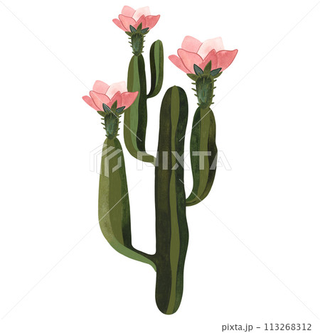 Blooming cactus with pink flowers. Plants for the home. Floriculture. Desert flora. Isolated watercolor illustration on white background. Clipart. 113268312