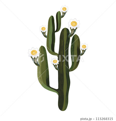 Saguaro. Blooming cactus with white and yellow flowers. Plants for the home. Floriculture. Desert flora. Isolated watercolor illustration on white background. Clipart. 113268315