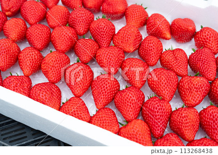 収穫した沢山のイチゴ 収穫した沢山のイチゴ 113268438