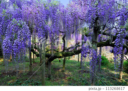 春 あしかがフラワーパークの藤の花満開 和の枝ぶり 春 あしかがフラワーパークの藤の花満開 和の枝ぶり 113268617