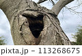 木のウロ　笑ってる顔に見える木 113268675