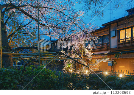祇園白川の春景色 113268698