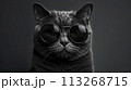 Portrait showcases the cats mysterious charisma. Elegance and contemporary chic 113268715