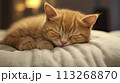 This image is ideal for themes of comfort, home and pet care. 113268870