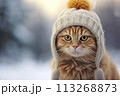 Cats soulful eyes contrast beautifully with the crisp snow 113268873