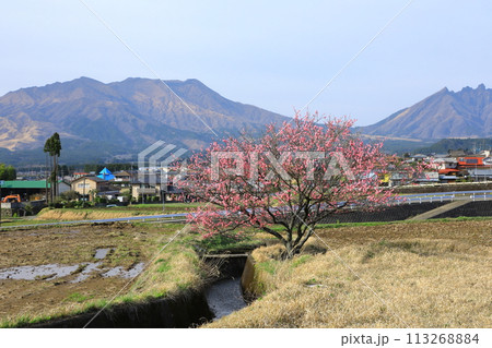 南阿蘇村　阿蘇連山と満開の紅梅の花 113268884