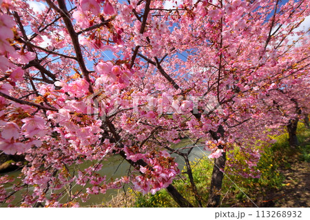 埼玉県久喜市鷲宮 青毛堀川沿いの満開の河津桜並木の桜クローズアップ 埼玉県久喜市鷲宮 青毛堀川沿いの満開の河津桜並木の桜クローズアップ 113268932