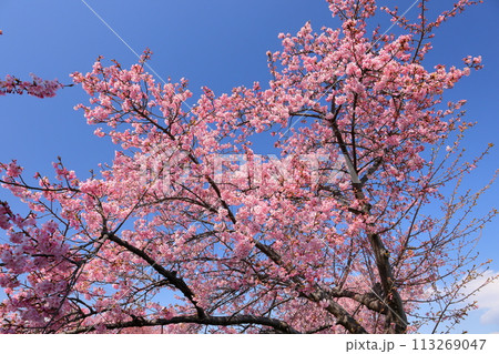 埼玉県久喜市鷲宮　青毛堀川沿いの満開の河津桜並木の桜と青空 113269047