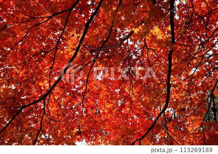 紅葉したモミジ 113269189
