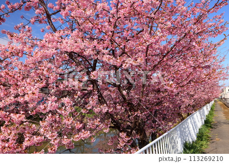 埼玉県久喜市鷲宮　青空の青毛堀川沿いの満開の河津桜並木 113269210