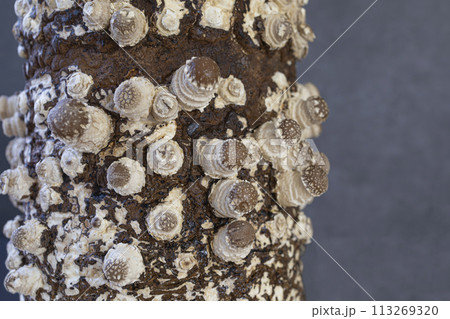 しいたけ菌床栽培(2日目) しいたけ菌床栽培(2日目) 113269320