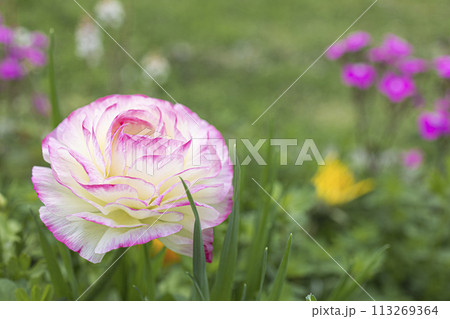 庭に咲くラナンキュラスの花 庭に咲くラナンキュラスの花 113269364