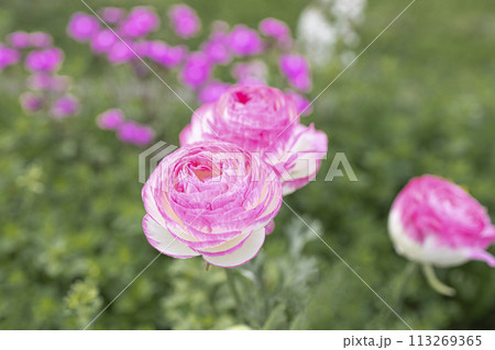 庭に咲くラナンキュラスの花 113269365