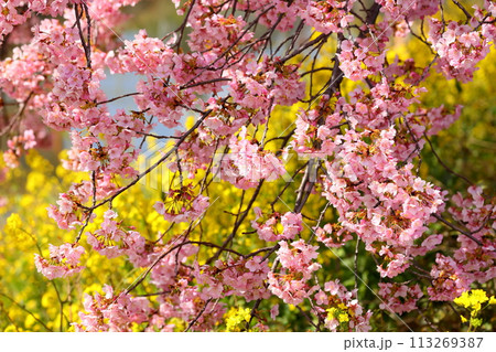 埼玉県久喜市鷲宮　青毛堀川沿いの満開の河津桜並木と菜の花畑の景色 113269387