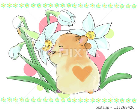 ハムスターと水仙の花 113269420