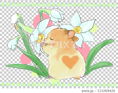 ハムスターと水仙の花 113269420