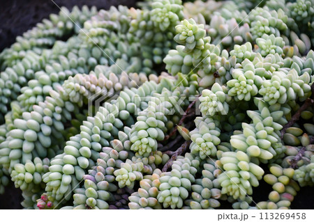 多肉植物「シンタマツヅリ」 113269458