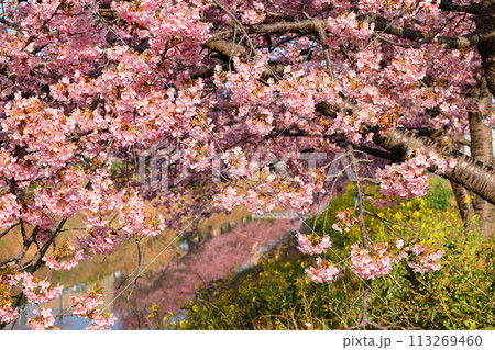 埼玉県久喜市鷲宮 青毛堀川沿いの満開の河津桜並木と菜の花畑の景色 埼玉県久喜市鷲宮 青毛堀川沿いの満開の河津桜並木と菜の花畑の景色 113269460