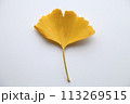 イチョウの葉 113269515