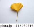 イチョウの葉 113269516