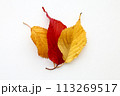 落ち葉 113269517