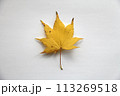 落ち葉 113269518