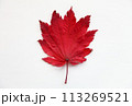 落ち葉 113269521