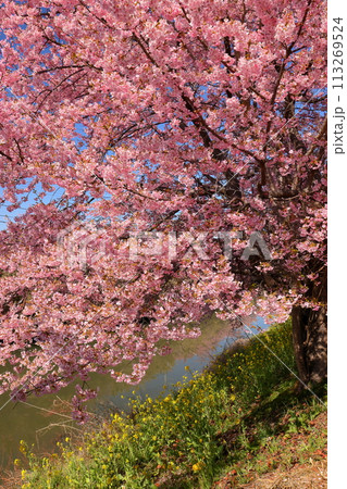 埼玉県久喜市鷲宮 青毛堀川沿いの満開の河津桜並木と菜の花畑の景色 埼玉県久喜市鷲宮 青毛堀川沿いの満開の河津桜並木と菜の花畑の景色 113269524