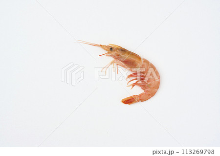 生の赤海老 生の赤海老 113269798