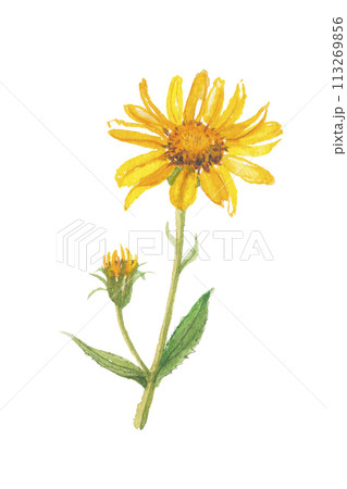 水彩で描いた兎菊 ウサギギク アルニカ 水彩で描いた兎菊 ウサギギク アルニカ 113269856