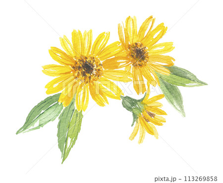 水彩で描いた兎菊 ウサギギク アルニカ 水彩で描いた兎菊 ウサギギク アルニカ 113269858