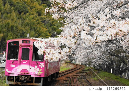 清流新岩国駅より満開のさくらと「ひだまり号」をロックオン 113269861