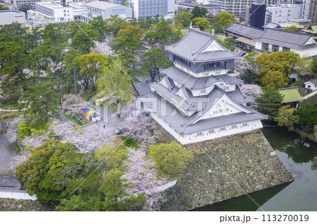 桜が見頃の美しい小倉城 桜が見頃の美しい小倉城 113270019