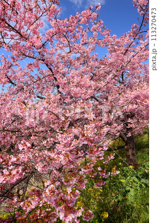 埼玉県久喜市鷲宮　青空の青毛堀川沿いの満開の河津桜並木 113270473